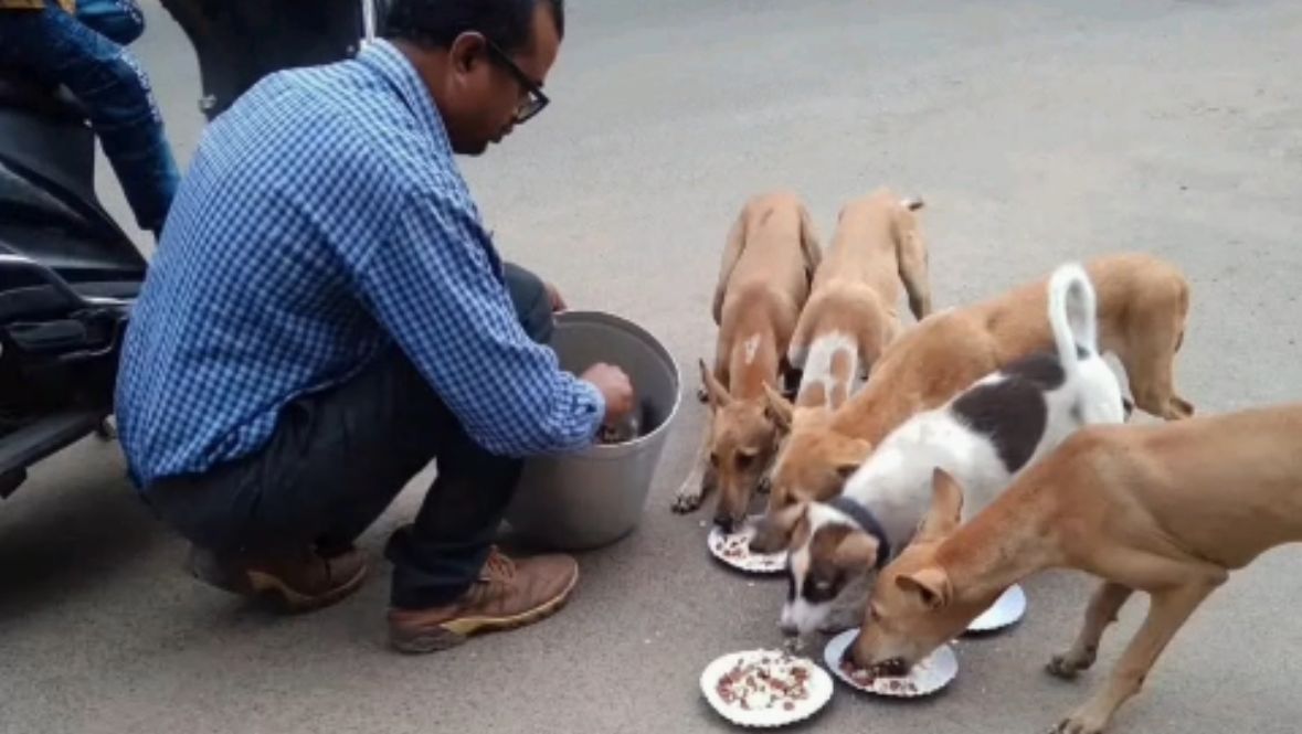 Support Raj in Saving Street Animals From Hunger